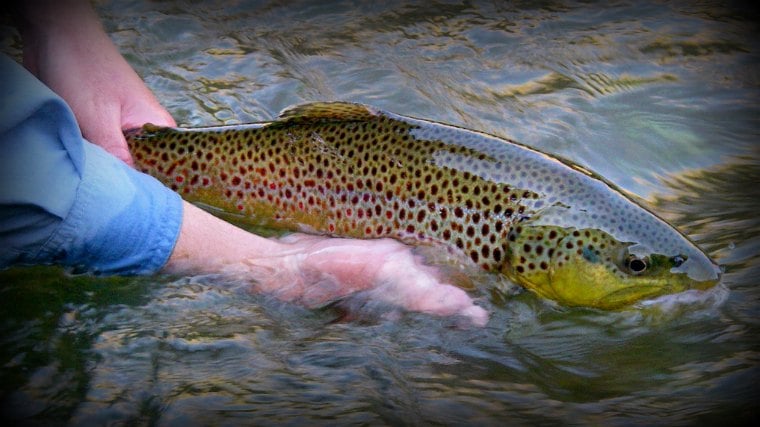 best-fly-fishing-colorado-1