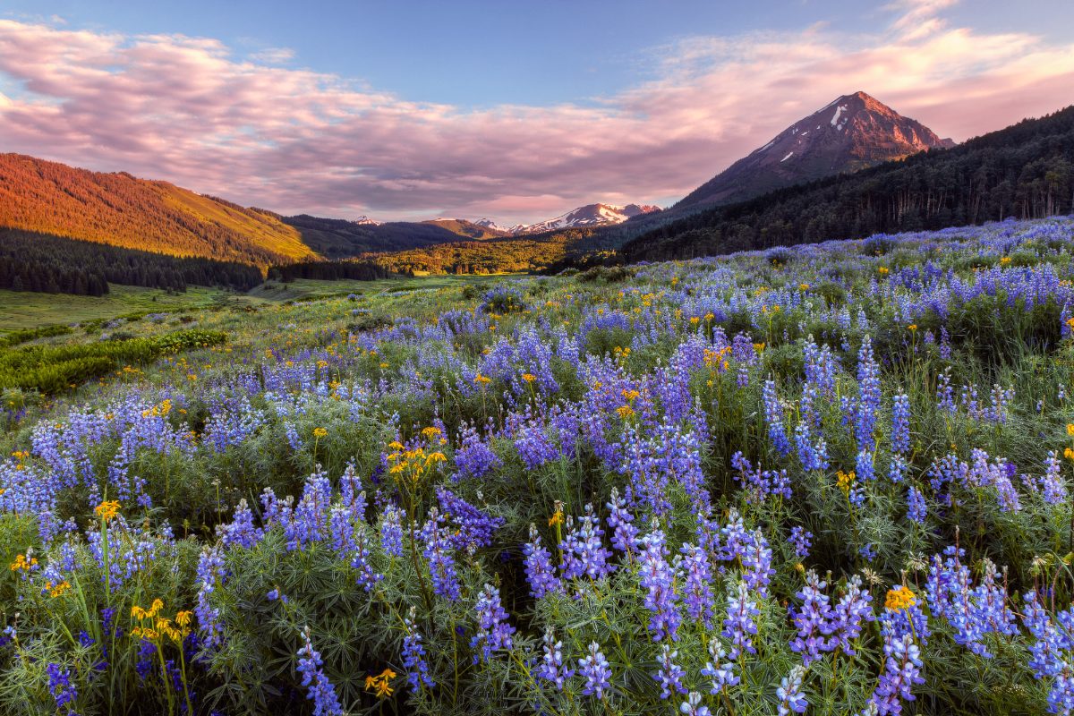 Lupine_Sunrise_V2 (1)